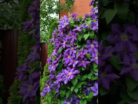 Лето - это маленькая жизнь. Розы: Аут оф Розенхайм, Омаж а Барбара, Сурир де Хавр.