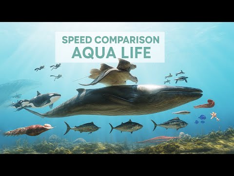 SPEED COMPARISON 3D | Aqua Life 🐠