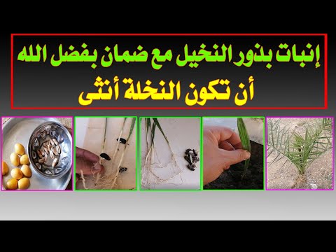 زراعة و إنبات نوى النخيل مع ضمان بفضل الله النخلة تكون أنثى