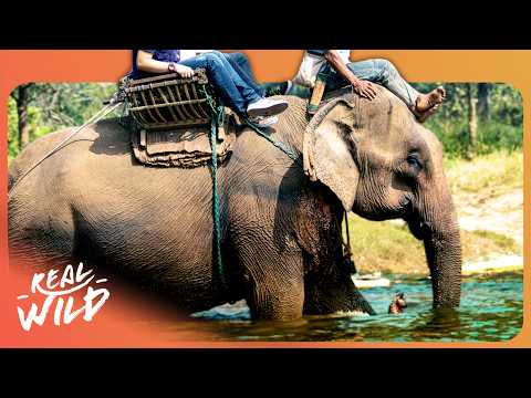GIANT SLAVES | The True Cost of Thai Elephant Tourism