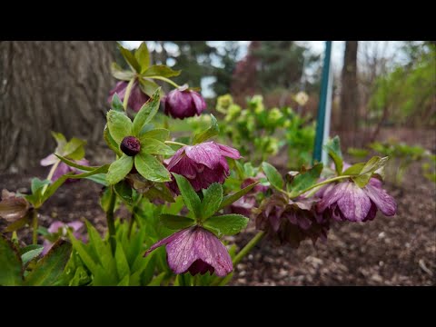 Early Spring Garden ft. Hellebore Collection