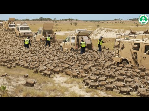 Florida RELEASED HUNDREDS OF HONEY BADGERS TO CONTROL PYTHONS - What Happened Shocked Scientists