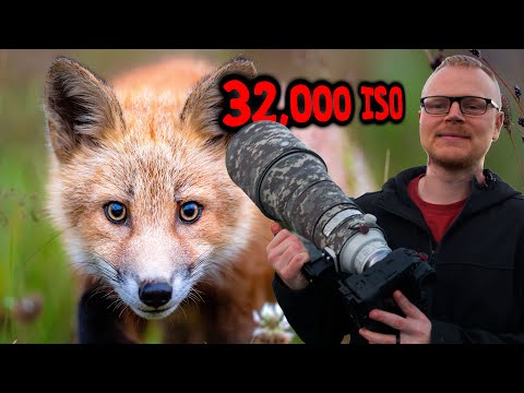 The Canon R1 is now my MAIN Wildlife Camera: Here's Why