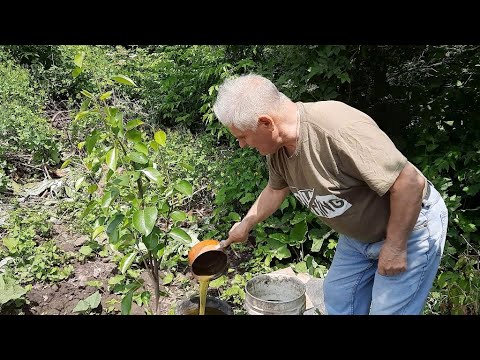 HOW TO ENHANCE THE GROWTH OF FRUIT PLANTS