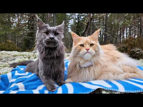 Explore the Frosty Forest with Buster and Luna!