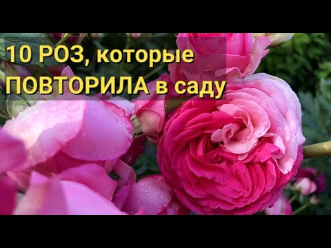 ROSE VARIETIES🌹DUPLICATES | Why I duplicated roses in the garden