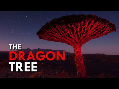 Dragon Blood Tree: One Of The Rarest Trees In The World