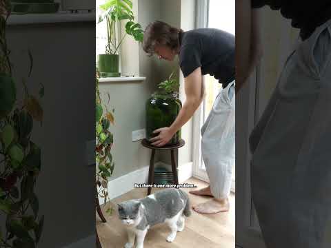 90 day walstad jar update #shorts