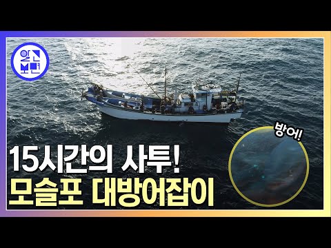 The golden yellowtail of Jeju's winter seas! Up to 150 fish a day, Jeju Moseulpo's yellowtail cat...