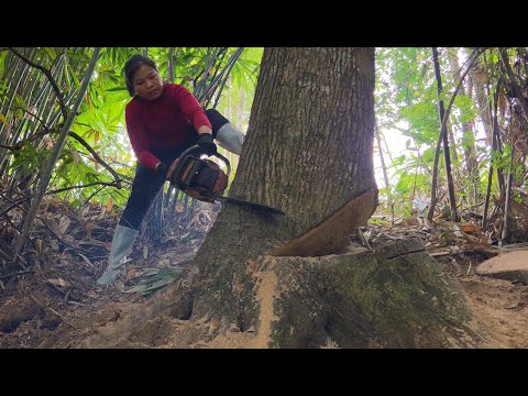 Alone in the Forest Girl Saws Down Huge Trees, Many Surprised