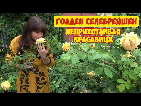 Роза ГОЛДЕН СЕЛЕБРЕЙШЕН. Одни достоинства и два мощных недостатка!
