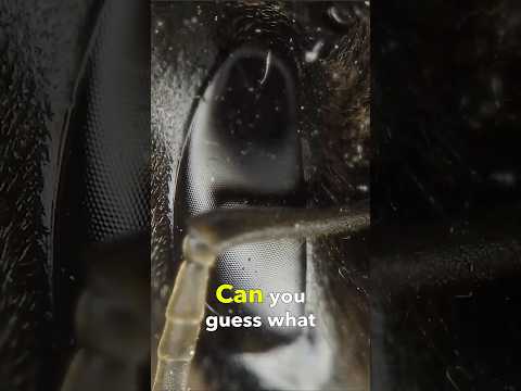 An Insect Under a 360° Drone Microscope!