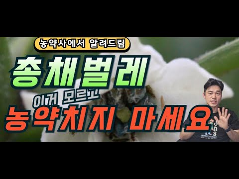 If you want to get rid of caterpillars, you must see this.