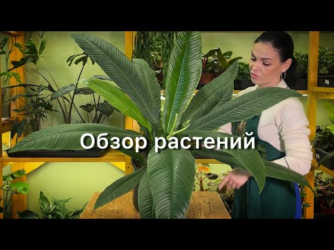Обзор растений 🪴Филодендроны, диффенбахии, бегонии🌿