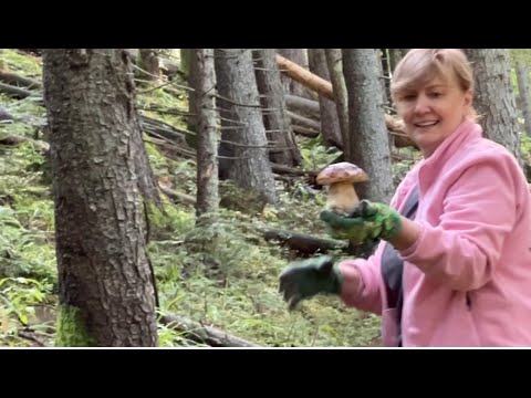 ГОРИ В ГРИБАХ, а МИ В ГОРАХ - НАБРАЛИ В УСЕ ЩО МАЛИ РОЗКІШНИХ БІЛЯЧКІВ. 10.09.2025. (25 кг чищених)