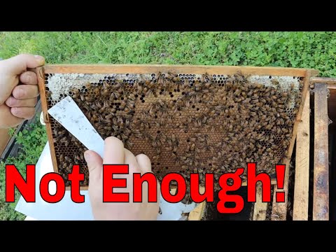 🔵How Much FEED Do Your NEW Bees Need???