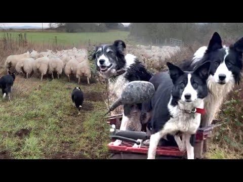 Three brilliant sheepdogs work together in the craziest herding video ever - Kate is back!!
