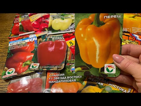 У ЭТОГО ПЕРЦА КУСТЫ УВЕШАНЫ ПЛОДАМИ! Оставляю на 2022 г