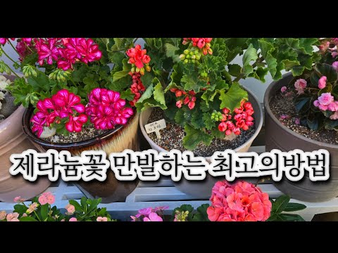 제라늄 꽃 잔치 만들기 비법