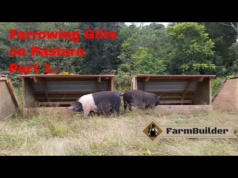 Farrowing gilts on pasture Pt. 1