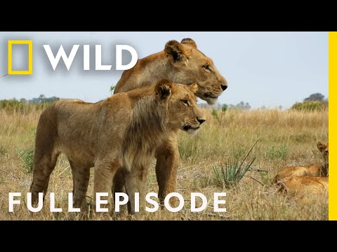 Savage Kingdom: The Ultimate Rebellion (Full Episode) | National Geographic