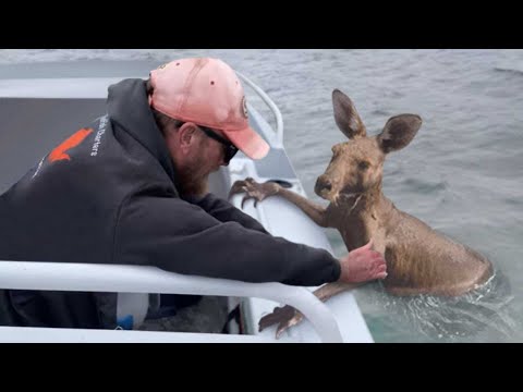 30 Animals That Had To Ask People To Be Saved !