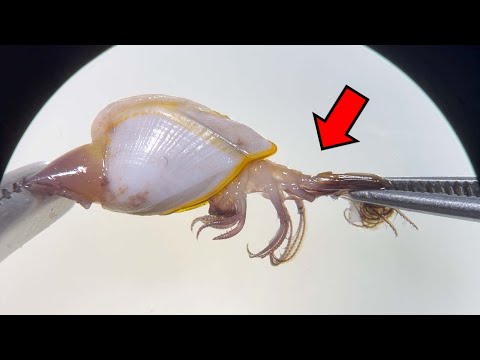 수백년 동안 조개로 오해받았던 생물의 충격적 정체..! - 조개삿갓 해부