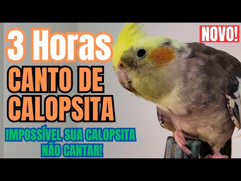3 HORAS DE CANTOS de CALOPSITA Cantando muito. Cantos para treinar Calopsita a cantar