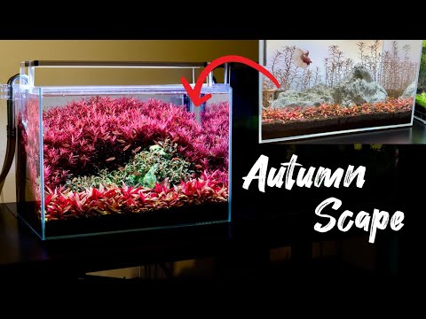 Beginner’s Guide to an Autumn Aquarium: How Trimming Turns Your Plants Red
