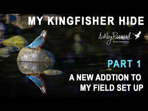 What I Did to Finally Capture Stunning Kingfisher Photos in the Wild