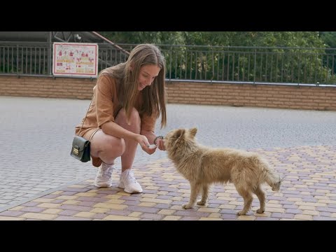 After His Owner Passed, He Was Left on the Street… Until We Stepped In