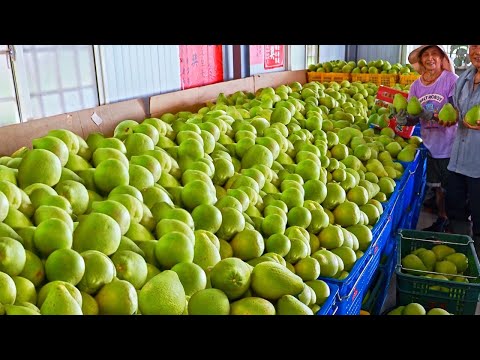 Amazing Mass Production!Food Manufacturing Factories/驚人的產量!療育的食品工廠製作過程-Food Factory