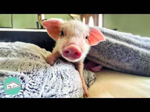 Baby Pig Plays With Chickens And Barn Cats Like A Puppy | Cuddle Buddies
