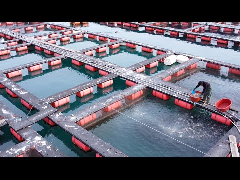 Artificial Intelligence Fish Farm and Hygienic Factory | Korean food