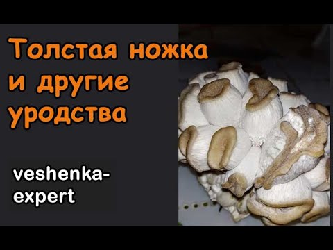 High humidity in the growing room. Thick stems and malformed oyster mushrooms.