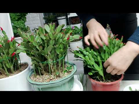 Does the spring flower (original crab cactus) dry up and die after it blooms?? (Before the flower...