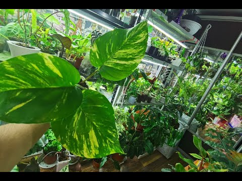 Коллекция Эпипремнумов/Самые редкие сорта Сцинов\ Польза опоры для растений!