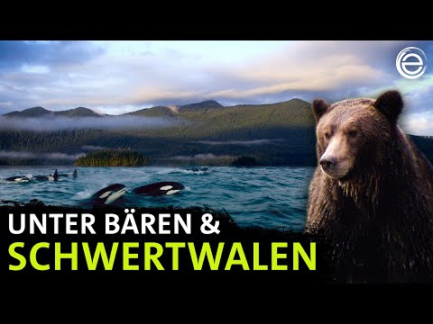 Amerikas Fjorde ‒ Unter Bären & Schwertwalen | Erlebnis Erde