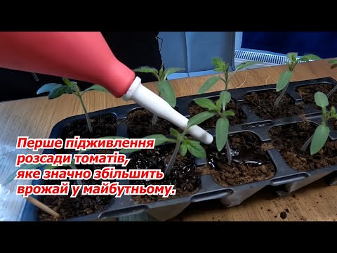 The first feeding of tomato seedlings - no one will tell you about this!