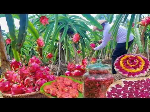 Dragon Fruit Harvest and Lots of Surprising Delights | Dragon fruit-flavoured chicken, pie & more!