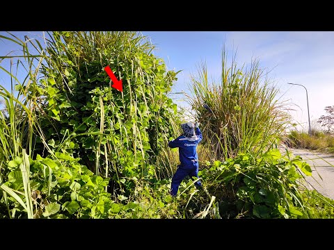Removing Weeds Overgrown Has Never Been Easier But Tons of Dust Have Left Us Exhausted