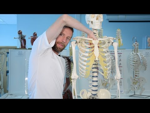 Mediastinum (anatomy)