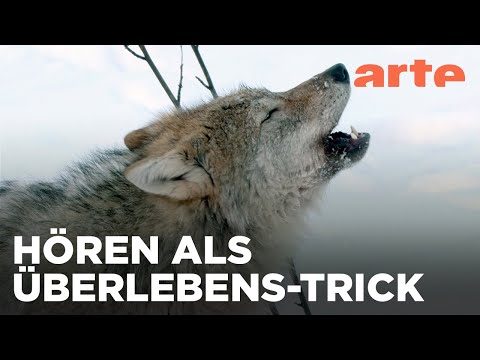 Die Hellhörigen | Was Tiere fühlen | ARTE Fernweh
