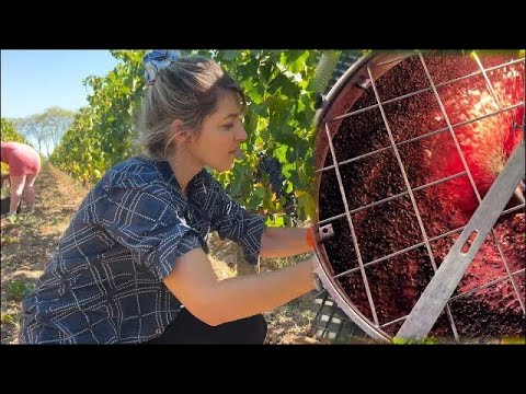 How BORDEAUX Wine Is Made - Step by Step Explanation/Fun Documentary