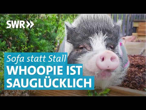 Kaiserin Whoopie: Ein Schwein als Familienmitglied
