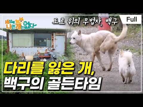 [Full] 세상에 나쁜 개는 없다 - 다리를 잃은 개, 백구의 골든타임