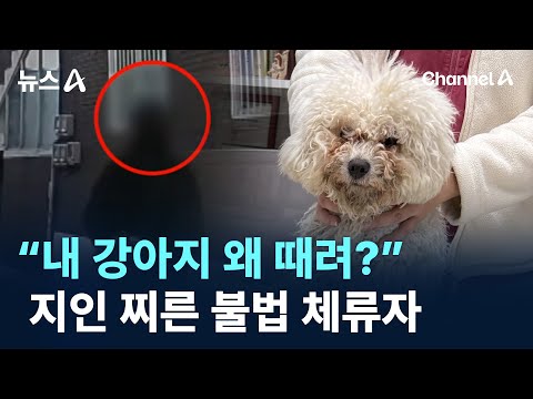 “내 강아지 왜 때려?” 지인 찌른 불법 체류자 / 채널A / 뉴스A