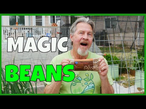 I Planted Supermarket Beans (AND THIS HAPPENED)