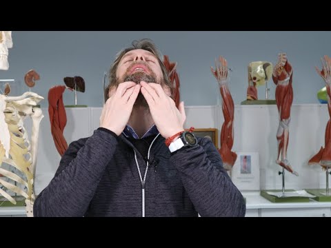 Triangles of the neck