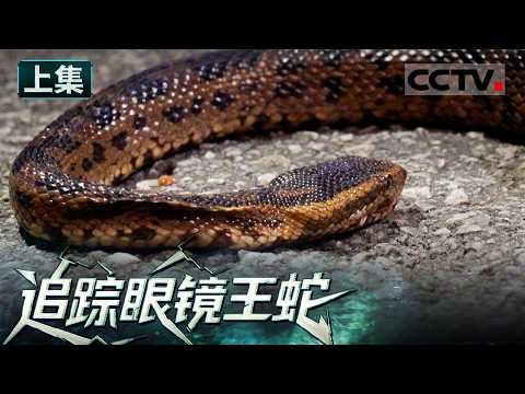 《追踪眼镜王蛇》山区村落 忽然流出眼镜王蛇的视频 公路上所见的蛇类竟然全是尸体(上)【CCTV纪录】